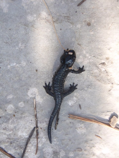 salamandra atra